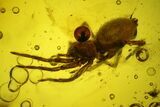Fossil Spider (Araneae) & Fly (Chironomidae) In Baltic Amber #197701-1